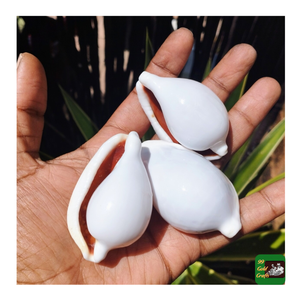 Natural White Rabbit Cowrie Seashells Large Size 6-8cm Polished for Handmade DIY Coastal Home Decor - Product Image 4