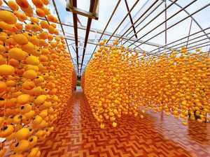 ลูกพลับอบแห้งคุณภาพสูงผลไม้แห้งจากดอกบัวสีน้ำเงินเหมาะสำหรับตลาดอาหาร - Product Image 2