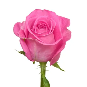 ताजे नए फूल केन्याई ताजा कटे हुए फूल ऐस गुलाबी गुलाब बड़े सिर वाले 50 सेमी तना थोक खुदरा ताजा कट गुलाब