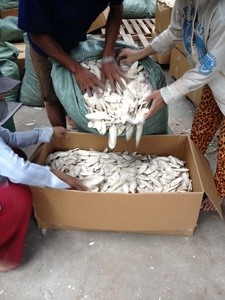 Seiche séchée pour oiseaux, os de seiche de haute qualité pour l'alimentation animale, os de seiche blanche naturelle du Vietnam - Product Image 3