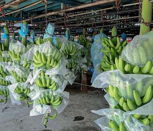 2025เวียดนามใหม่ Cavendish กล้วยเขียวกล้วยส่งออกจากเวียดนามบัวสีน้ำเงิน - Product Image 4