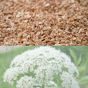 Pincreditオーガニック天然オストホールカニジウムモニエリ種子エキス - Product Image 2