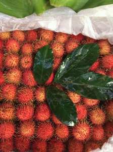 เงาะแช่แข็งเชิงพาณิชย์สำหรับการสั่งซื้อขายส่งและจำนวนมากในราคาที่แข่งขันได้สำหรับตลาดส่งออก - Product Image 5