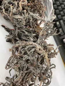 Mousse de mer Eucheuma Cottonii biologique, vente en gros, violet, couture, mousse irlandais, artisanat sauvage, mousse de mer provenant du Vietnam, usine à bas prix - Product Image 4