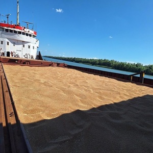 Trigo Duro Premium para Moler |   Granos de Trigo de Alta Calidad para el Procesamiento de Alimentos |   Suministro al por Mayor a Precio Competitivo - Product Image 6