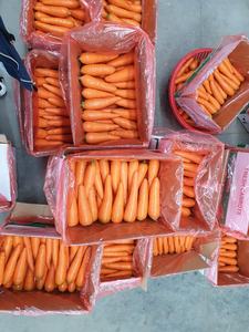 Fabricación de productos de zanahoria fresca con nueva cosecha de alta calidad para exportar zanahoria fresca - Product Image 5