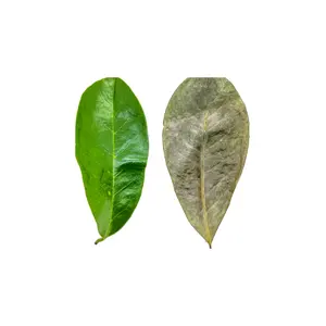 खजूर की पत्तियों की अच्छाई का अनावरण: आधुनिक स्वास्थ्य के लिए एक प्राचीन औषधि