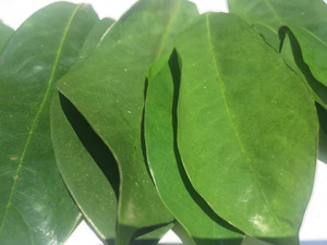 Hojas de Guanábana de calidad exportada, cultivadas orgánicamente, secadas cuidadosamente, la mejor tarifa del proveedor de Vietnam - Product Image 3