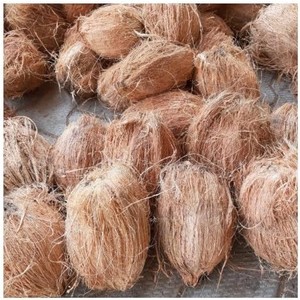 Noix de coco matures de qualité supérieure pour l'alimentation et l'usage religieux, noix de coco fraîches semi-décortiquées pour l'exportation - Product Image 3