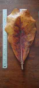 Haute qualité 100% séché Terminalia Catappa indien feuilles d'amande saine Bettas nourriture pour poisson pour accessoires d'aquarium - Product Image 3