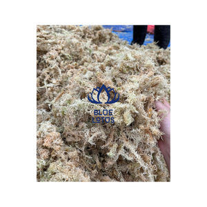 Vietnam High Quality Dried Forest White Moss to Warm <b>Tree</b> Plant - Product Image 3