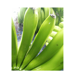 Calidad premium-Plátano verde a la venta-Plátanos frescos naturales Cultivo más nuevo-exportación de frutas frescas en todo el mundo - Product Image 1