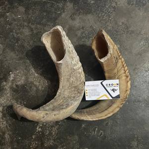 Shofar de Cuerno de Carnero Natural de Alta Calidad, Hecho a Mano, Tacto Real, Tamaño Personalizado, Decoración para el Hogar, Hecho en India - Product Image 4