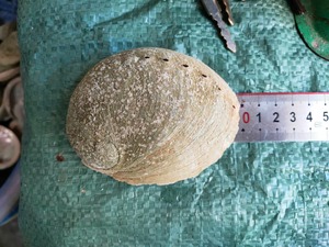 Coquilles d'ormeau vietnamiens: Transformer la beauté brute en superbes œuvres d'art et bijoux - Product Image 6