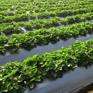 CENPLAS Vietnam - Extruding Type Roll Molding Plastic Mulch for <b>Farming</b>, Crop Protection, and OEM Custom Manufacturing - Product Image 1