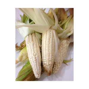 Maíz blanco seco de alta calidad, maíz dulce orgánico al 100%, venta al por mayor, procedente de Brasil - Product Image 5