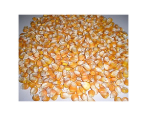 ข้าวโพดเหลือง GMO ราคาถูกสำหรับอาหารสัตว์ ข้าวโพดเหลืองสำหรับบริโภคของมนุษย์ ข้าวโพดเหลืองอบแห้งแบบไม่ใช่ GMO - Product Image 6