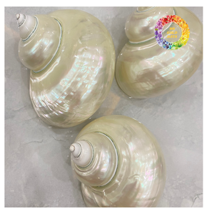 Acabado de alto brillo pulido Turbo Shell para artesanías de primera calidad Producto limpio natural del océano - Product Image 3