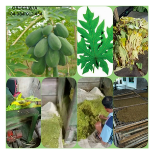 <b>VACUUM</b> <b>BAG</b> 2024 DRIED PAPAYA LEAVES PREMIUM QUALITY BEST PRICE - Product Image 5