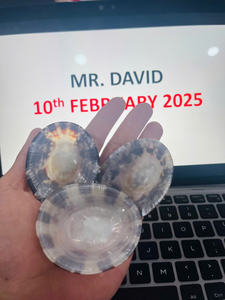 Coquille polie - Product Image 2