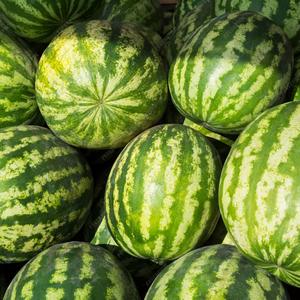 แตงโมไร้เมล็ด เกรด AA คุณภาพสูง สดใหม่ หวานฉ่ำ |   ผลผลิตสดใหม่ |   แตงโมเนื้อแดงคุณภาพส่งออก บลิ๊กส์สูง ฉ่ำอร่อย - Product Image 3