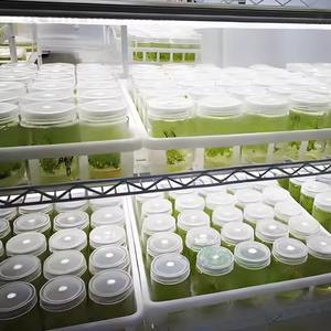 Bandeja de cultivo de tejidos recubierta de PVC de malla metálica de alta calidad con revestimiento de PVC grueso y resistente - Product Image 4