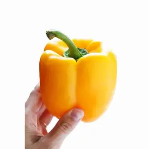 NEW CROP FRESH BELL PEPPER FROM CANADA