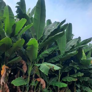 ใบตองสดพรีเมียม จำนวนมาก ใบใหญ่ สีเขียว คุณภาพพรีเมียม สำหรับการปรุงอาหารแบบดั้งเดิม ห่ออาหาร ใบตองสดธรรมชาติ สำหรับส่งออก - Product Image 6