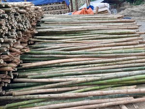 Postes de bambú gruesos y duraderos al por mayor a granel para la construcción de Vietnam-Confiable y sostenible - Product Image 3