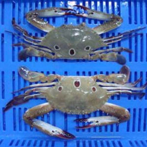 Bulk Frozen 3 Spot Crab Mejor Precio Venta al por mayor Exportación Mariscos Proveedor Fabricantes de confianza en todo el mundo - Product Image 3