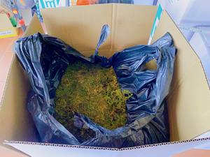 La mejor calidad, el mejor vendedor, producto para plantar bosque seco, musgo verde, orquídea para plantar Vietnam - Product Image 4