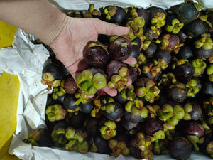 Material de Cáscara de Mangostán Seca Cruda de Primera Calidad Vietnamita Akina - Product Image 3