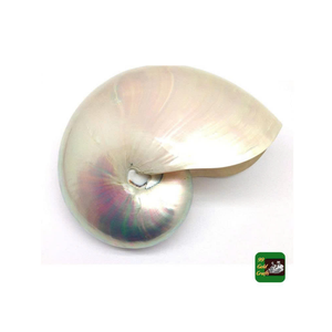 Perle blanche décorative Seashel du Vietnam utilisé dans des ensembles de souvenirs et des arrangements côtiers par 99 Gold Data - Product Image 3