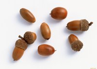 Hoge kwaliteit verse gedroogde Peruaanse eikels, heerlijk en goedkoop te koop