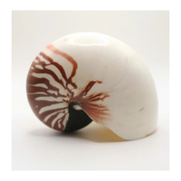 Vietnam Nautilus Shell pour les boutiques de cadeaux Fournitures d'artisanat et conception côtière par 99 Gold Data Manufacturer