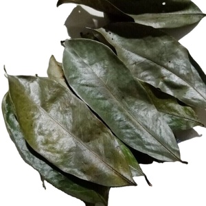 Dried Soursop Leaves Fermented Black <b>Tea</b> Broken Leaves Organic Non Sugar 50gr 25 <b>Tea</b> Bags <b>Box</b> Packaging EXPAD CO - Product Image 2