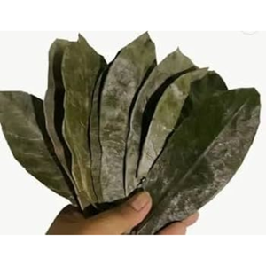 Hojas de Guanábana orgánica | Hojas de Graviola de primera calidad | Lo mejor para el té de Guanábana | Cosechado salvaje, secado al sol natural - Product Image 2