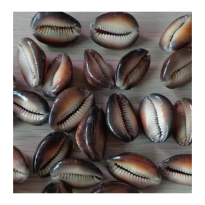 Coquillage cauri utilisé dans la décoration faite à la main et l'artisanat de mode par le fournisseur vietnamien 99 données sur l'or Coquillage cauri exportateur - Product Image 3