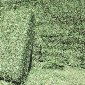 Hierba de heno de alfalfa de alta calidad para alimentación de ganado en cantidad a granel, precio barato al por mayor, alimentación animal - Product Image 2