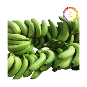 Bananes Cavendish fraîches avec taille uniforme peau jaune lisse soigneusement emballées dans des cartons de protection pour le transport longue distance - Product Image 2