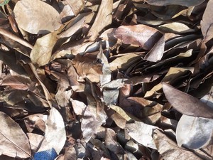 La mejor calidad 100% hojas secas orgánicas de Guanábana originadas en Vietnam con precio competitivo - Product Image 4