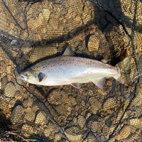 Poisson saumon surgelé norvégien de Offre Spéciale qualité supérieure poisson saumon surgelé de Norvège 10kg 12 kg emballage en carton livraison Ddp Cif la plus rapide