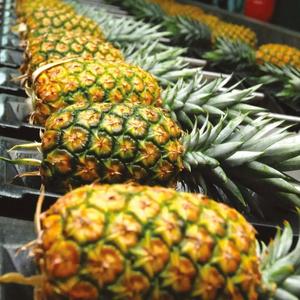 Compre Piñas Frescas de Primera Calidad para Hacer Jugos, Piña Natural con Entrega Rápida para Smoothies y Bebidas Saludables - Product Image 4