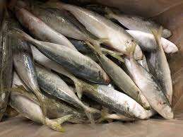 ปลาค็อดออร์แกนิคคุณภาพสูงแบบพรีเมียม บรรจุภัณฑ์สุญญากาศแช่แข็ง ขายส่ง มีบริการรับออเดอร์จำนวนมาก - Product Image 4