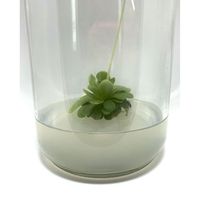 Poudre d'Agar de Qualité PTC Pure ELS Instruments, Vente en Gros à Prix Avantageux, 1kg