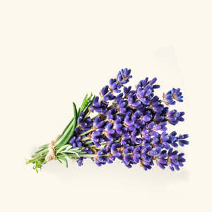 100% Pure Lavender Essential Oil Cold <b>Pressed</b> Nutritious Frankincense Ylang Tea Tree for Moisturizing Firming Nourishing Tea - Product Image 1