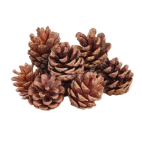 Pinecone dekorasi Natal alami dalam Grosir harga Pinecone untuk kamar dan pesta dekorasi alami kering pinecone
