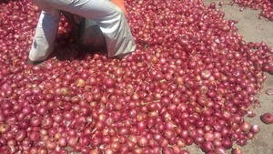 หัวหอมแดงสดพรีเมียม อุดมด้วยรสชาติ เหมาะสำหรับการแปรรูปอาหารและการจัดจำหน่ายในตลาด มีจำหน่ายในปริมาณมากจากอินเดีย - Product Image 5