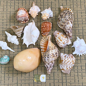 เปลือกหอยเปลือกหอยเปลือกหอยธรรมชาติคุณภาพสูงจากเวียดนาม - Product Image 1