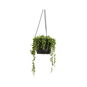 Jardinières murales décoratives pour la maison Design antique Pots de plantes qualité créative Pots de fleurs suspendus en métal au prix le moins cher - Product Image 2